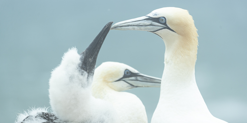 Helgoland JvG 1