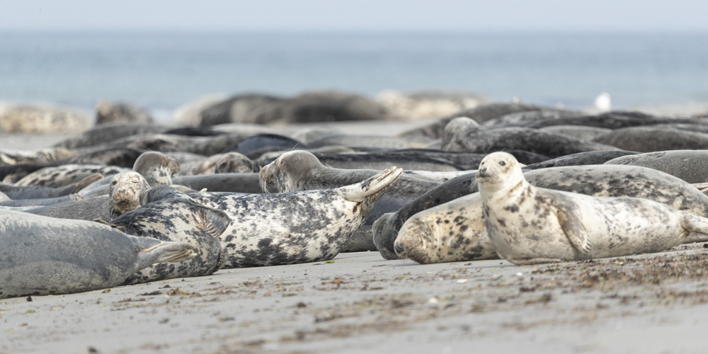 Helgoland seal 1