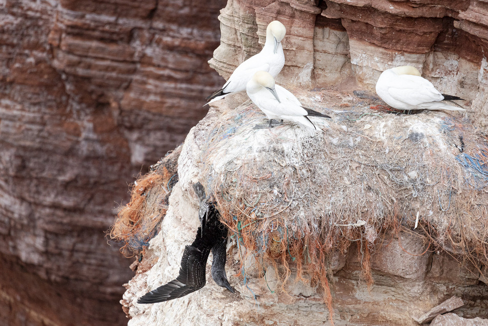 helgoland 6