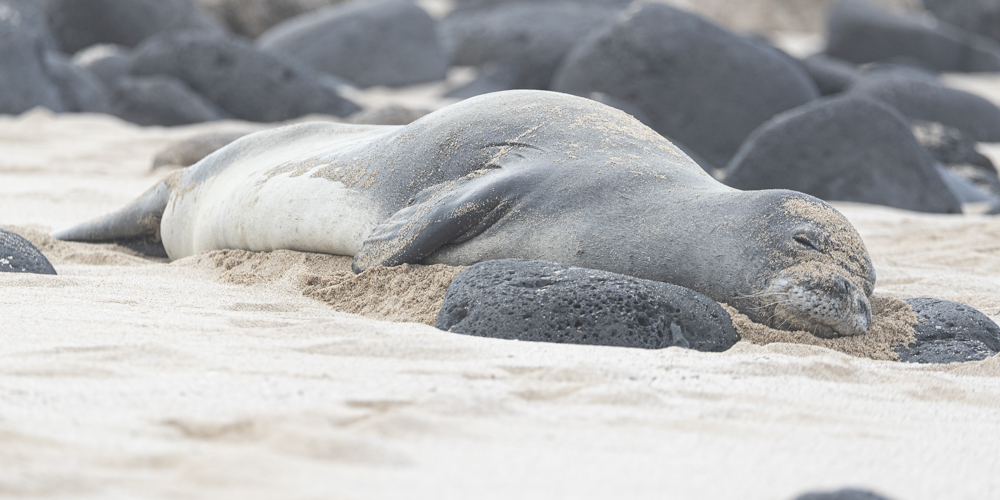 monkseal 1