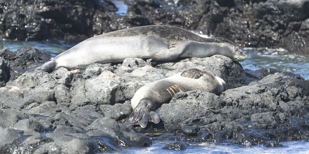 monkseal 2