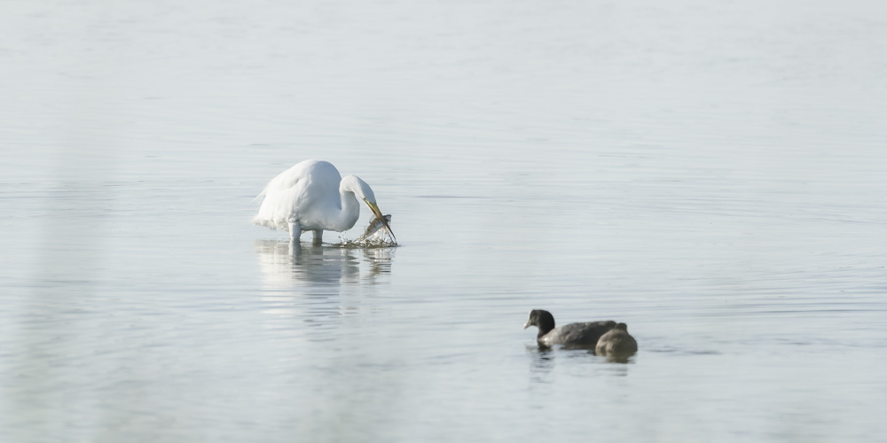 De Ral zilverreiger 1