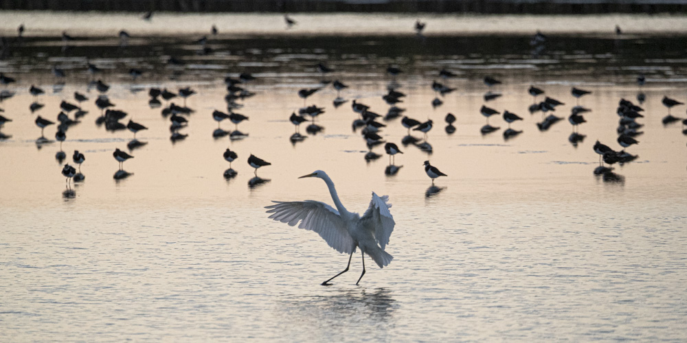 De Ral zilverreiger 2