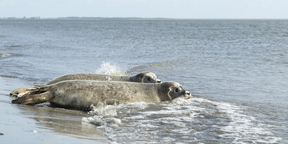 zeehonden 4