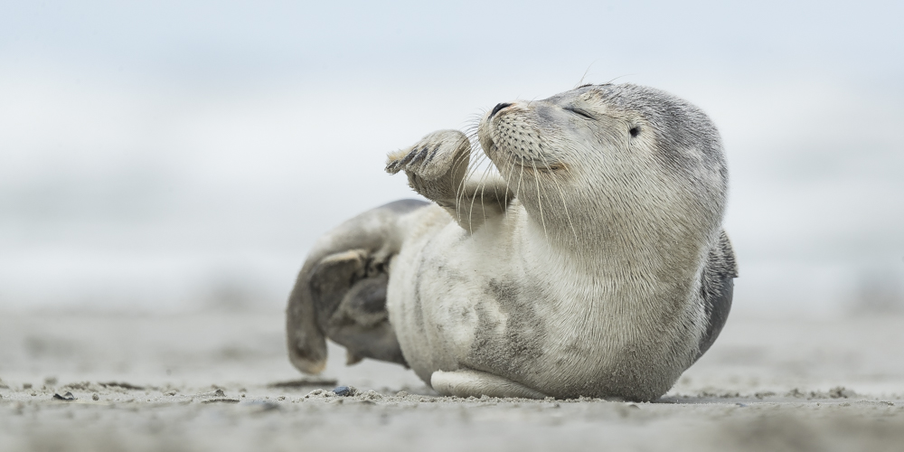 zeehonden 6