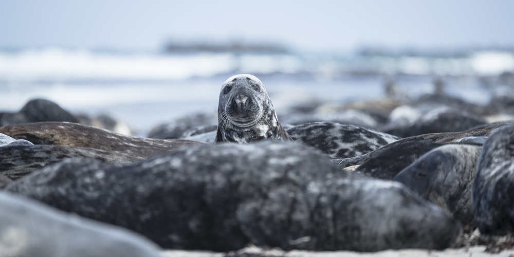 zeehonden 7