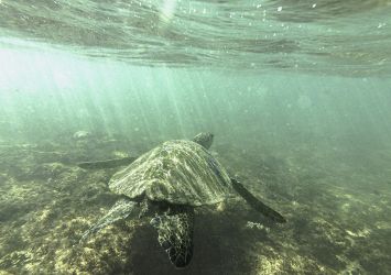 Honu