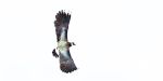 Lapwing